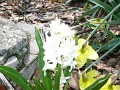 White Flowers 2